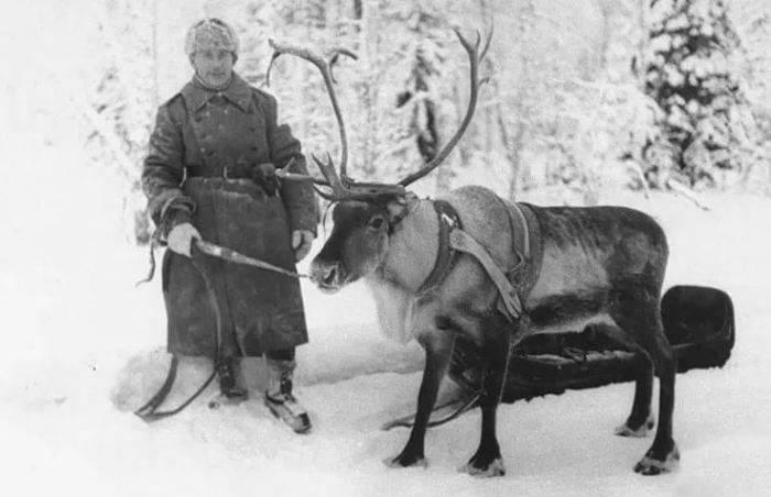 Олени